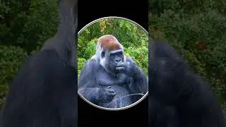 #Shorts Гориллы. Прикольные Обезьяны Гориллы. Смешные Животные. Шортс Видео Shorts Животные
