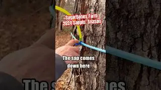 Sappin’ Season | Tappin’ the Maple Trees | Maple Syrup #maplesyrup #countrylivin #newhampshire #diy
