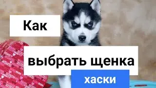 Как выбрать щенка хаски / How to choose a husky puppy ?