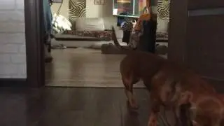 Такса Бони бежит