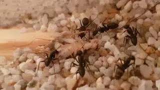 Camponotus Japonicus Feeding #Ant Life 60fps
