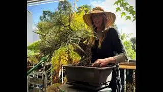Patricia O'Connor, The Bonsai Balcony: Our Yamadori Ponderosa Graft Reveal!