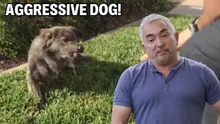 My dog won't walk on the leash! | Dog Nation Episode 6 - Part 3