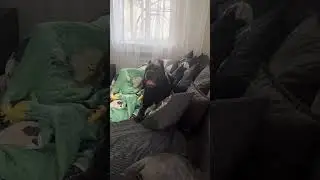 Талли)
