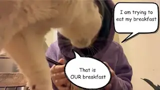 POV  Cat Owners Trying to Have Breakfast