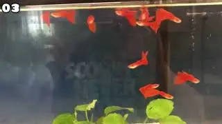 Seleção de Belas Linhagens de Guppy Parte 01