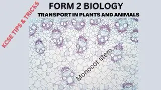 FORM 2 BIOLOGY                                     TOPIC: TRANSPORT IN PLANTS AND ANIMALS (LESSON 4)