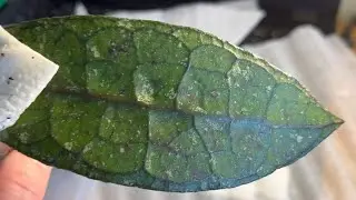 I BOUGHT A LEAF OF A HOYA CLEMENSIORUM 🥳🤔MY HEAD IS SPINNING WITH HAPPINESS🤣