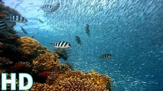 Amazing Underwater Sea life | Royalty Free | Stock Footage | No copyright Videos