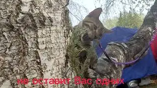ломаем стереотипы о бенгалах