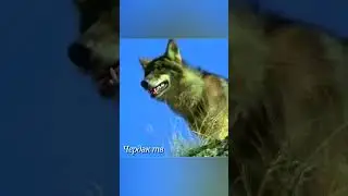 Wolves vs. goats.