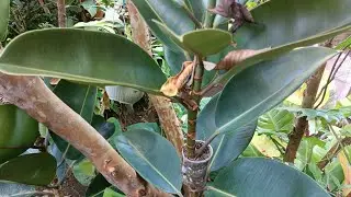 6 EASIEST ROOTING WAYS OF FICUS -BURGUNDY| MARCOT METHOD