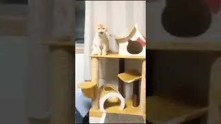 Jeritan Kucing