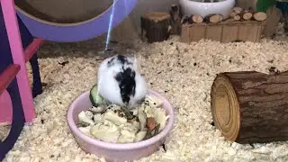 Уборка у хомяка и мышки💜