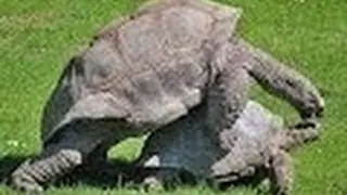 BBC Documentray 2017|| Turtles and Tortoises Animal || National Geographic HD - The Best Documentary