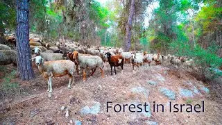 The Tranquil Beauty of Israel's Forest. An Early Morning Exploration in the Defenders Forest.