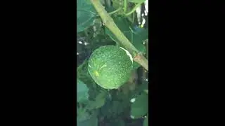 Karen's Garden