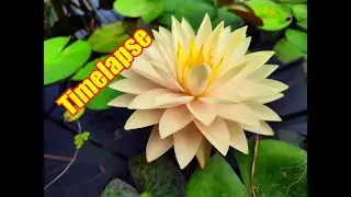 Nymphaea  Blushing Bride