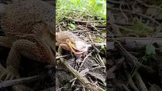 ASMR •Forest sounds / GIANT CRUNCHY Roach vs. Bearded Dragon! #reptiles #beardeddragons #stayrad