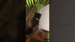 Following my cat around outside at 1 am