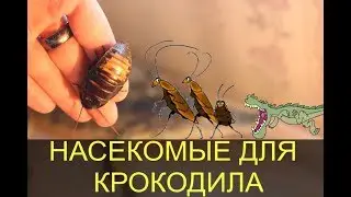 Нильский крокодил ест тараканов! Насекомые в рационе крокодилов!