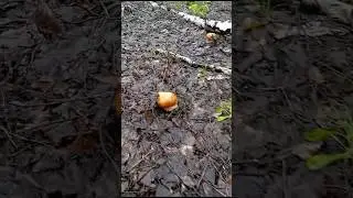 Это у нас в СКО. ПИШИТЕ В КОММЕНТАРИЯХ, ГДЕ ЕСТЬ ГРИБЫ 