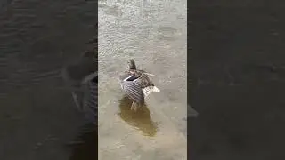 Уточка на Протве! 