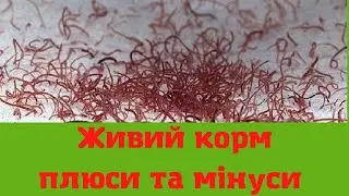 Живий корм, плюси та мінуси