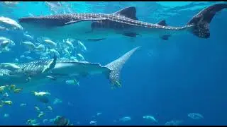 Акула убийца