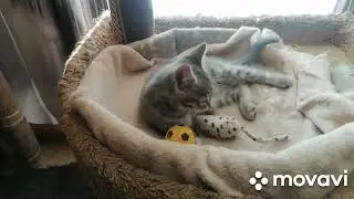 Бездомный котенок. Грея...