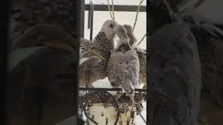Mother Dove feeding it’s babies