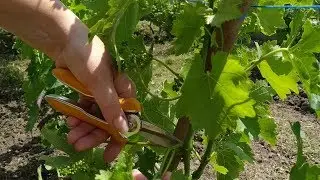 ВЫРАЩИВАНИЕ ВИНОГРАДА. Мы пасынкуем виноград не как все, но урожай о-о-отличный