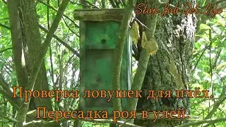 Проверка ловушек для пчёл 16. 06. 21
