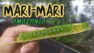 🍂 Conheça o Mari Mari, uma fruta da Amazônia
