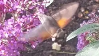 The rare Hummingbird Hawk Moth and my cute fatty Cat