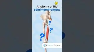Semimembranosus Anatomy 