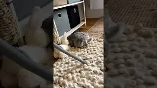 Big Bunny Does The Jiggle Jiggle 🤩 #shorts #rabbit #pets | Paws and Fur
