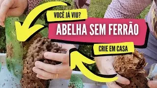 Transferência de Abelha Jataí - 1 ano na isca