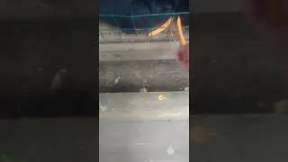 Влог ,,лошадки,,