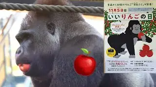 Silverback Momotaro Got Special Apple Gifts For Breakfast 🍎🦍 |  Kyoto City Zoo