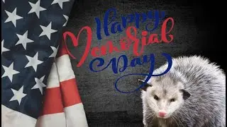 Grumpy Opossum Says HAPPY MEMORIAL DAY!