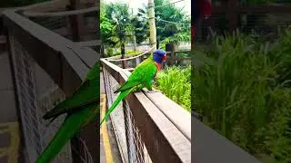 Lorikeet #youtubeshorts
