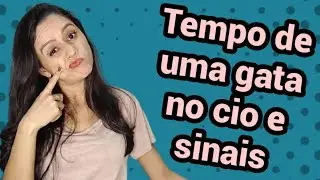 Quanto Tempo Uma Gata Fica no Cio e Quais os Sinais de Cio? 😨