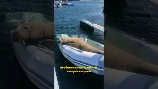 В Норвегии усыпили моржиху Фрейю, которая стала жертвой любопытства туристов 😿 