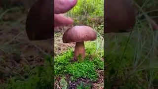 Красивый лес и грибы    #грибы #Гриби  #грибиукраїни #mushrooms #mushroomhunting #蘑菇 #采蘑菇