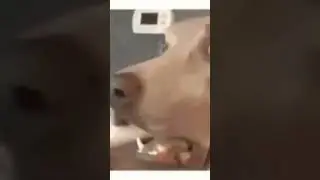 #funnyvideos #funnydogs #dog #shorts