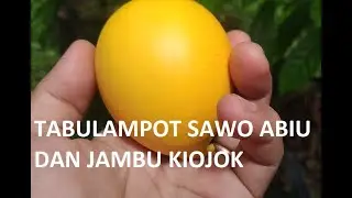 TABULAMPOT SAWO ABIU DAN JAMBU KIOJOK