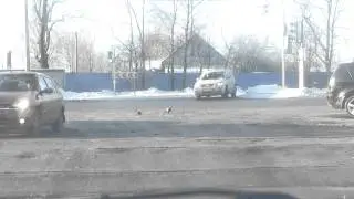 Столкновение автомобилей на Выборгском шоссе