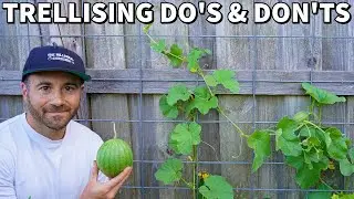 Trellising Secrets: When It's A Game-Changer And When It's Not
