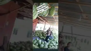 Tik tok lucu - makan semangka